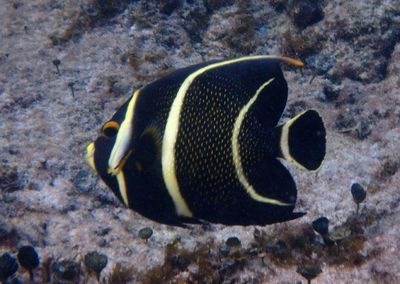 French Angelfish; intermediate phase