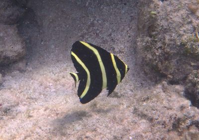 French Angelfish; juvenile