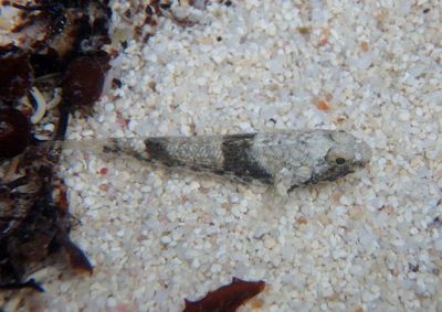 Frillfin Goby