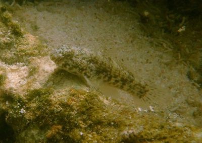 Frillfin Goby