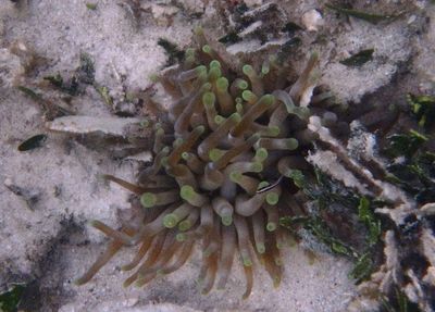 Giant Anemone