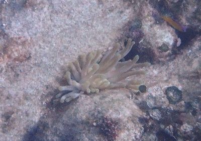 Giant Anemone