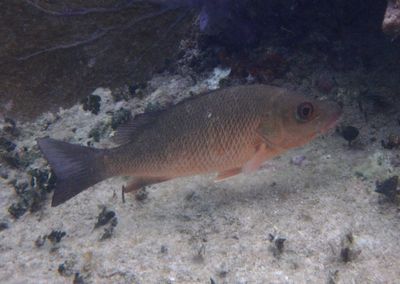 Gray Snapper