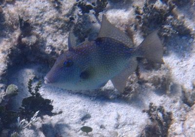 Gray Triggerfish