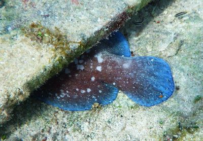 Greater Soapfish