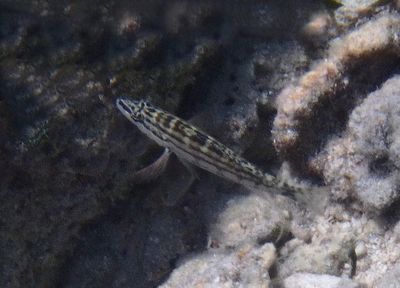 Harlequin Bass; juvenile