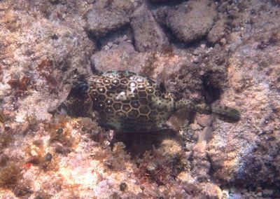 Honeycomb Cowfish