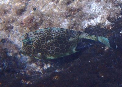 Honeycomb Cowfish