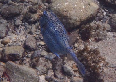 Honeycomb Cowfish