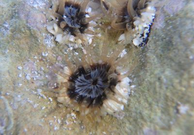 Isoaulactinia Anemone species