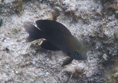 Longfin Damselfish