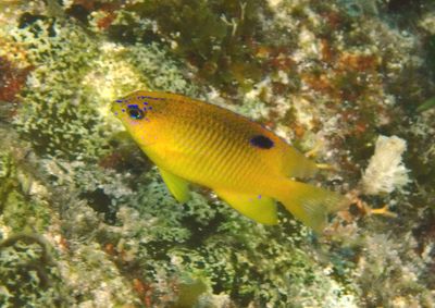 Longfin Damselfish; juvenile