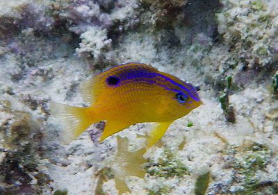 Longfin Damselfish; juvenile