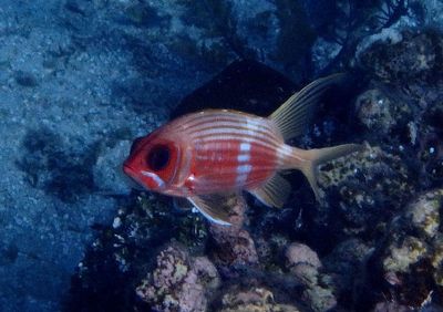 Longspine Squirrelfish