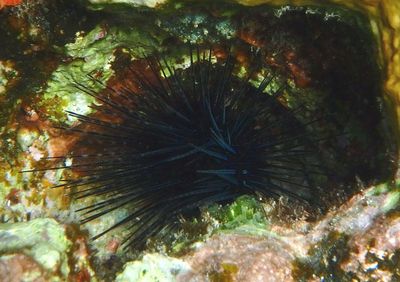 Long-spined Urchin