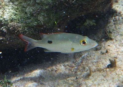 Mahogany Snapper