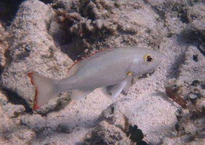 Mahongany Snapper
