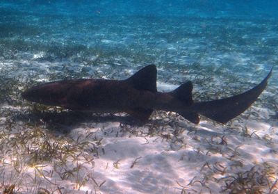 Nurse Shark