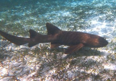 Nurse Shark