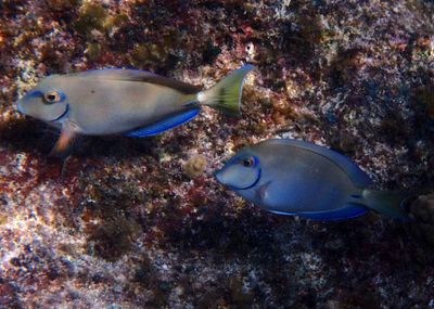 Ocean Surgeonfish
