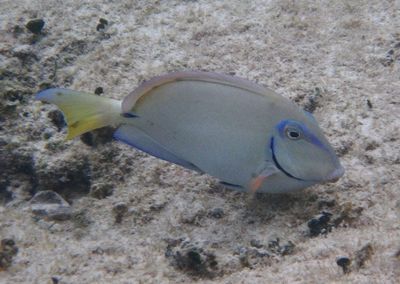 Ocean Surgeonfish