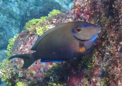 Ocean Surgeonfish