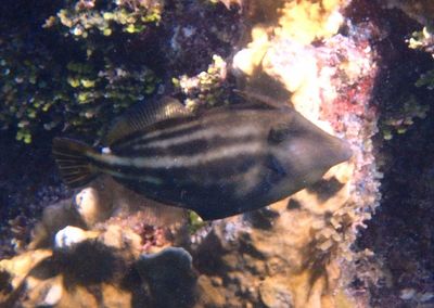 Orangespotted Filefish