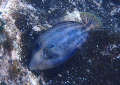 Orangespotted Filefish