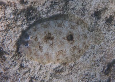 Peacock Flounder