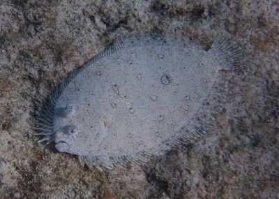 Peacock Flounder