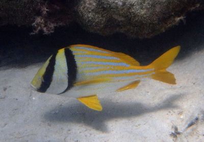 Porkfish