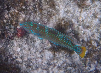 Puddingwife; initial phase