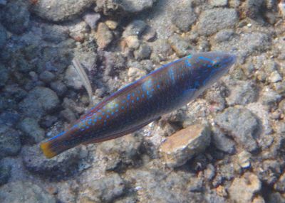 Puddingwife; initial phase