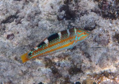 Puddingwife; juvenile