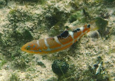 Puddingwife; juvenile