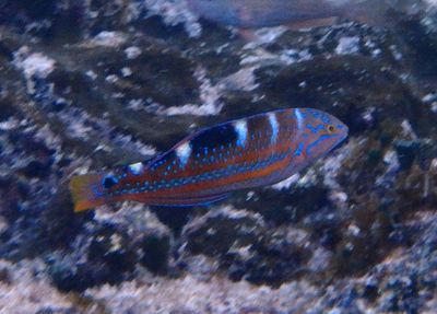 Puddingwife; juvenile