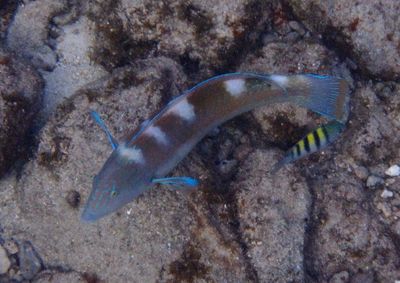 Puddingwife; terminal phase