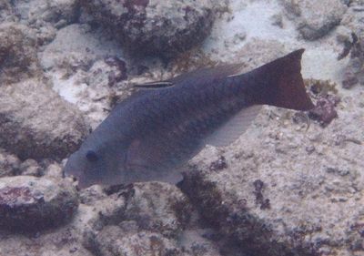 Queen Parrotfish; initial phase