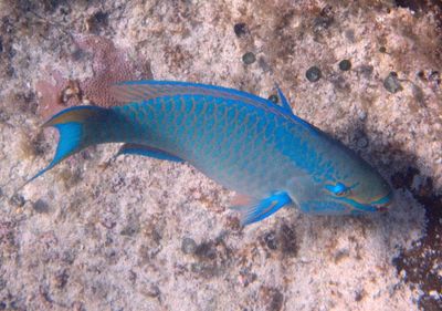 Queen Parrotfish; terminal phase