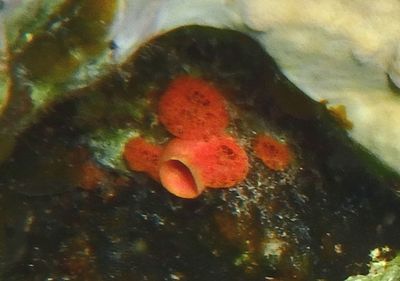 Red Boring Sponge