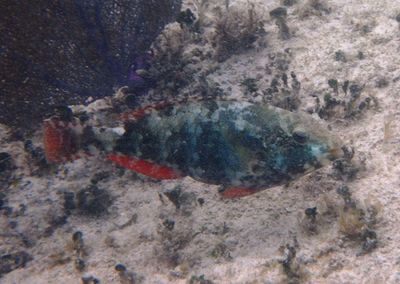 Redband Parrotfish; initial phase