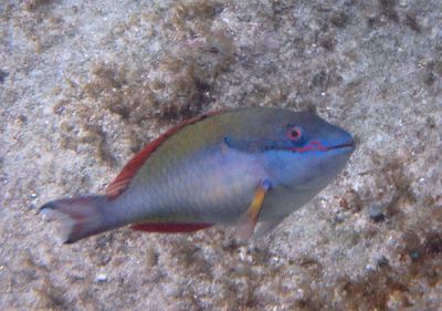 Redband Parrotfish; terminal phase