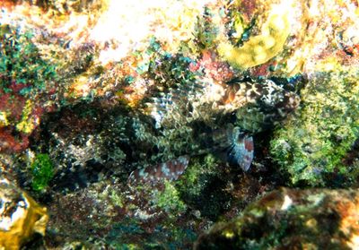 Redtail Parrotfish; juvenile