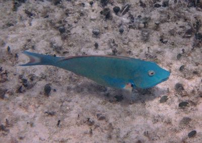 Redtail Parrotfish; terminal phase