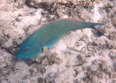 Redtail Parrotfish; terminal phase