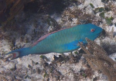 Redtail Parrotfish; terminal phase