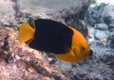 Rock Beauty Angelfish