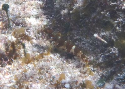 Saddled Blenny