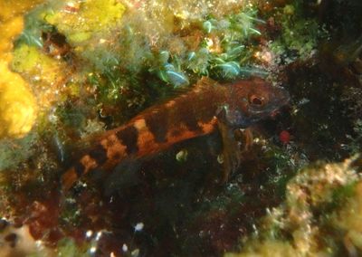 Saddled Blenny
