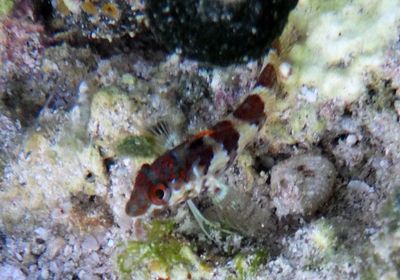 Saddled Blenny